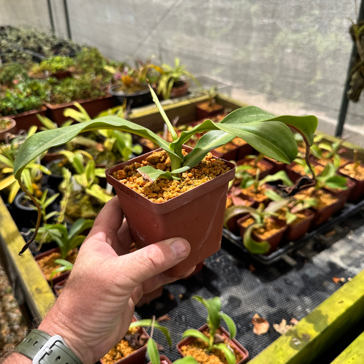 Nepenthes spathulata x hamata, BE-3712 by Nepenthes