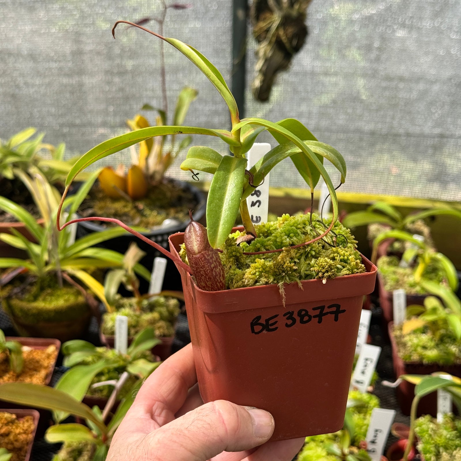 Tropical Pitcher, Nepenthes 'merrilliana x aristolochioides,' BE-3877 by Nepenthes