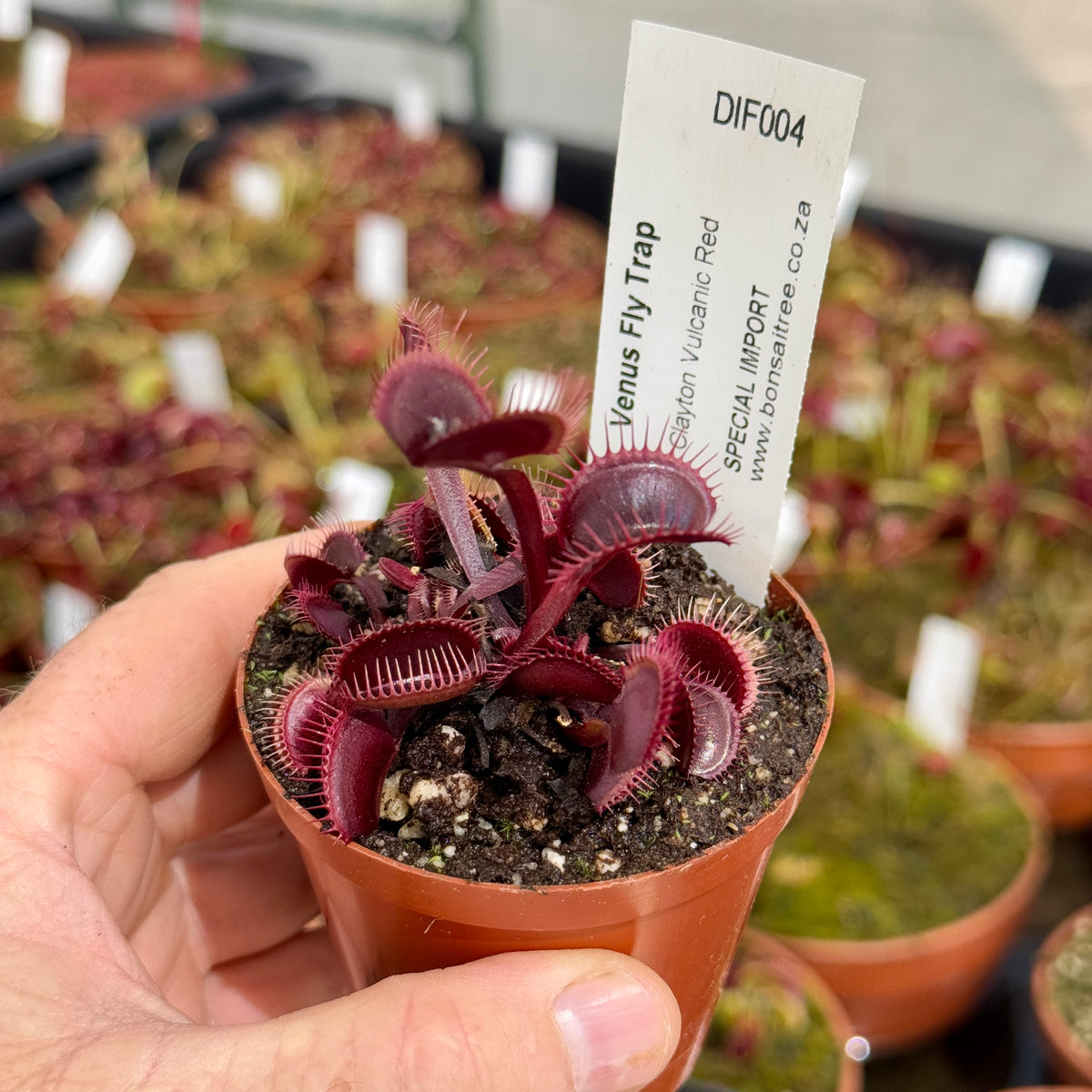 Venus Fly Trap, 'Clayton Vulcanic Red.' Special Import. - 2 year old plant. 7.5cm plastic container. - Carnivorous Plant