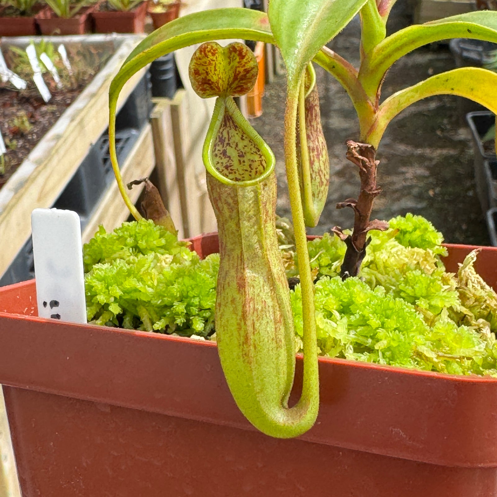 Tropical Pitcher, Nepenthes 'copelandii,' BE-3046 by Nepenthes