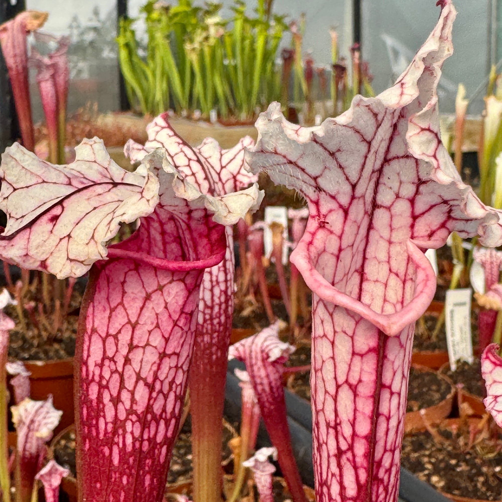 Trumpet Pitcher, Sarracenia 'Leucophylla L18MK x Pink Thing #8.' Special Import.