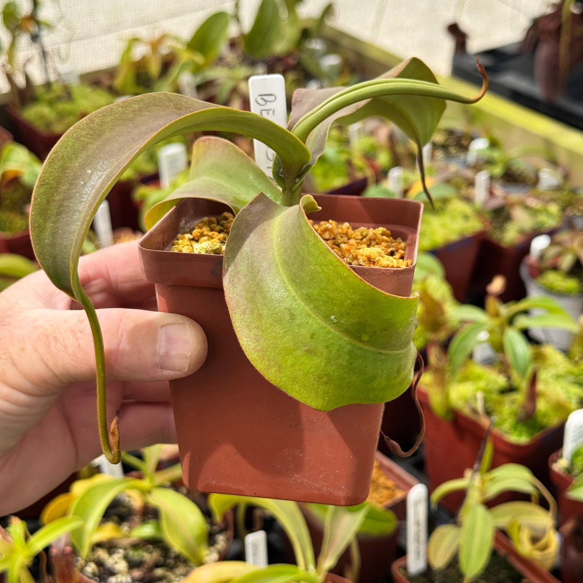Tropical Pitcher, Nepenthes 'spathulata x spectabilis,' BE-3314 by Nepenthes