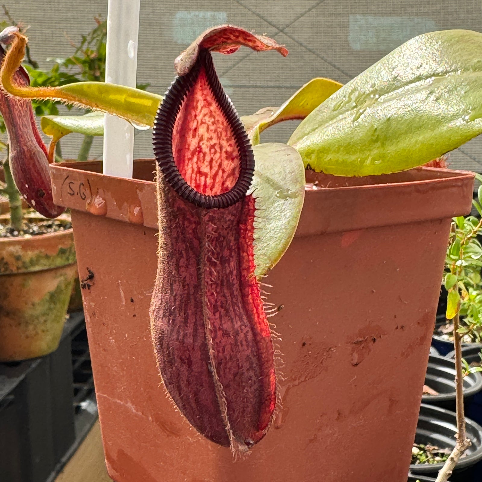 Tropical Pitcher, Nepenthes 'glandulifera x hamata', BE-3953 by Nepenthes