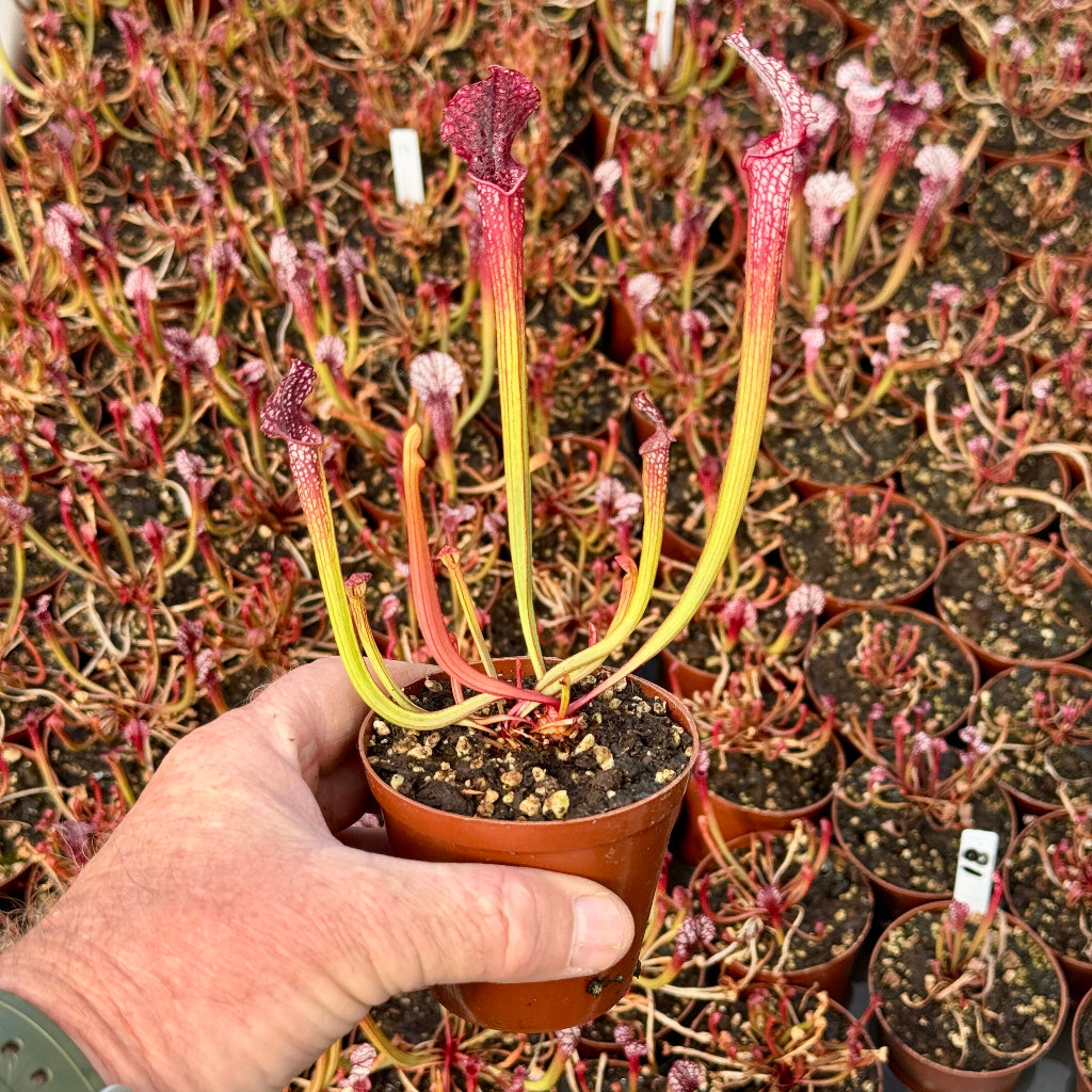 Trumpet Pitcher, Sarracenia “Red Sumatra” H45 MK x “Hybrid 01” #1 - Small to Medium plant. 7.5cm plastic container. - Carnivorous Plant