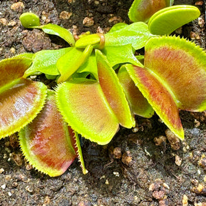 Venus Fly Trap, 'Whale.' Special Import. -   - Carnivorous Plant