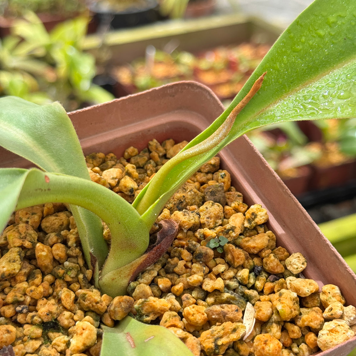 Tropical Pitcher, Nepenthes 'spathulata x platychilla,' BE-3945 by Nepenthes