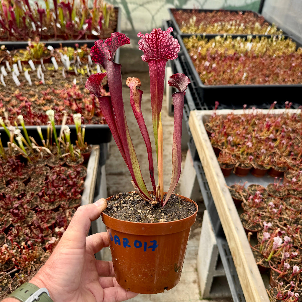 Hand holding a potted carnivorous plant with a blurred background of more plants.