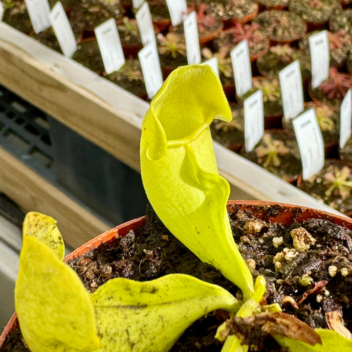 Trumpet Pitcher, Sarracenia purpurea ssp. Venosa f. heterophylla.' Special Import. by Sarracenia