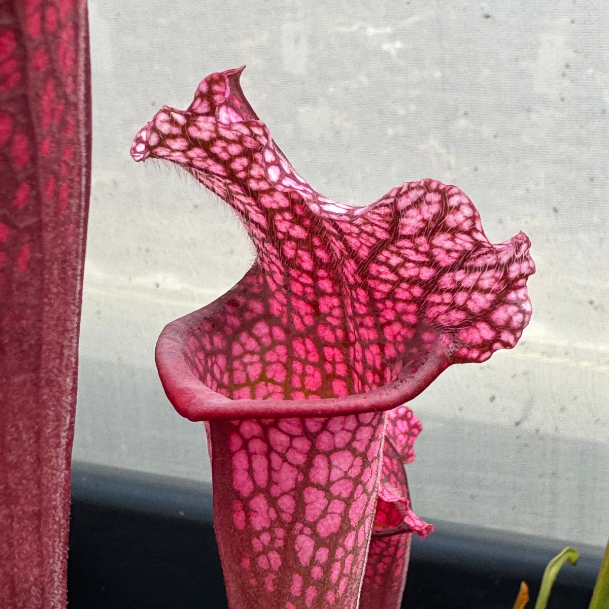 Trumpet Pitcher, Sarracenia 'Thomas' by Sarracenia