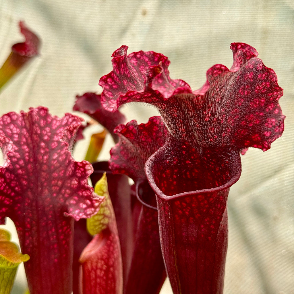 Close-up of red pitcher plants with a blurred background