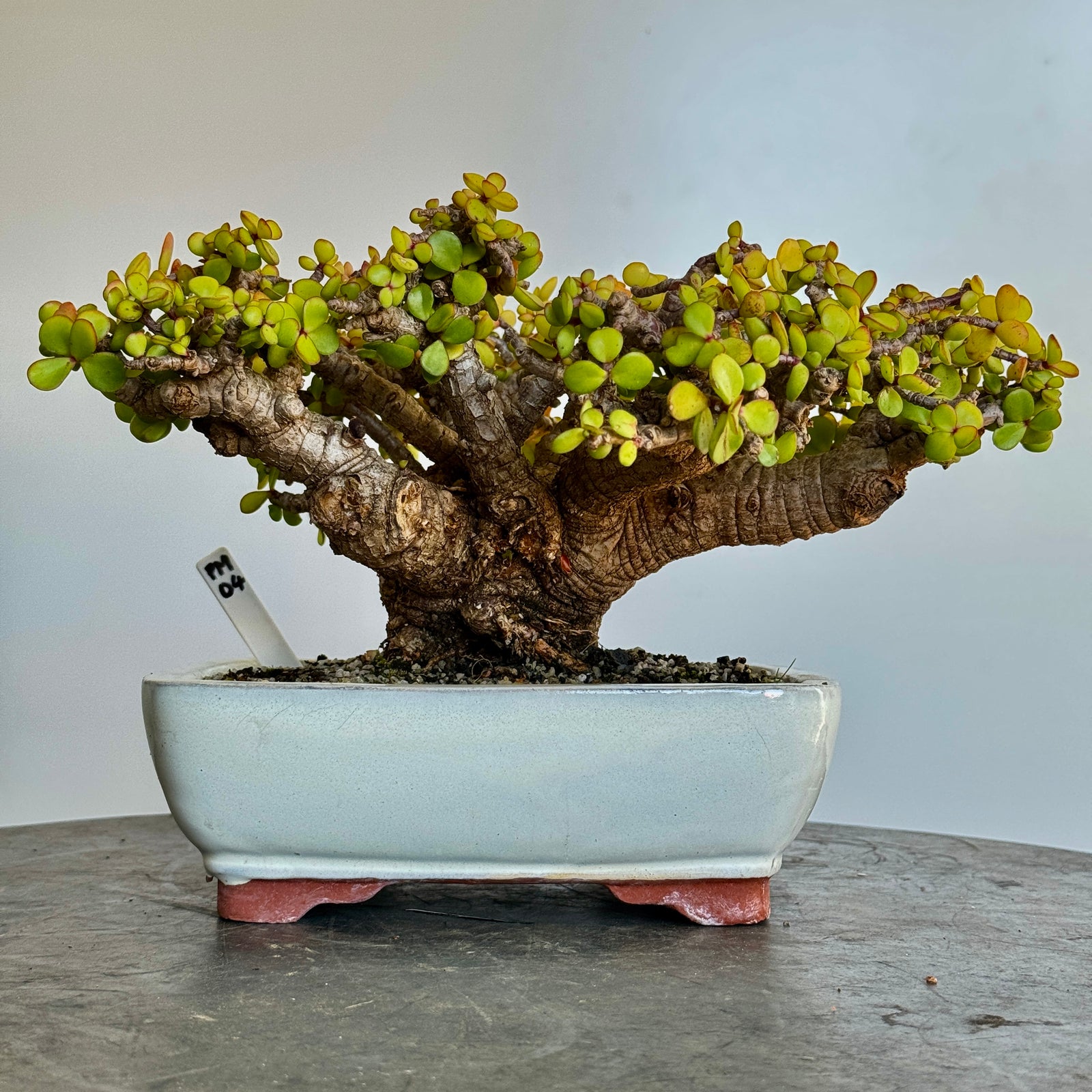 Portulacaria afra "Spekboom" - PM04, 310mm(L) x 280mm(D) x 220mm(H) - Trees