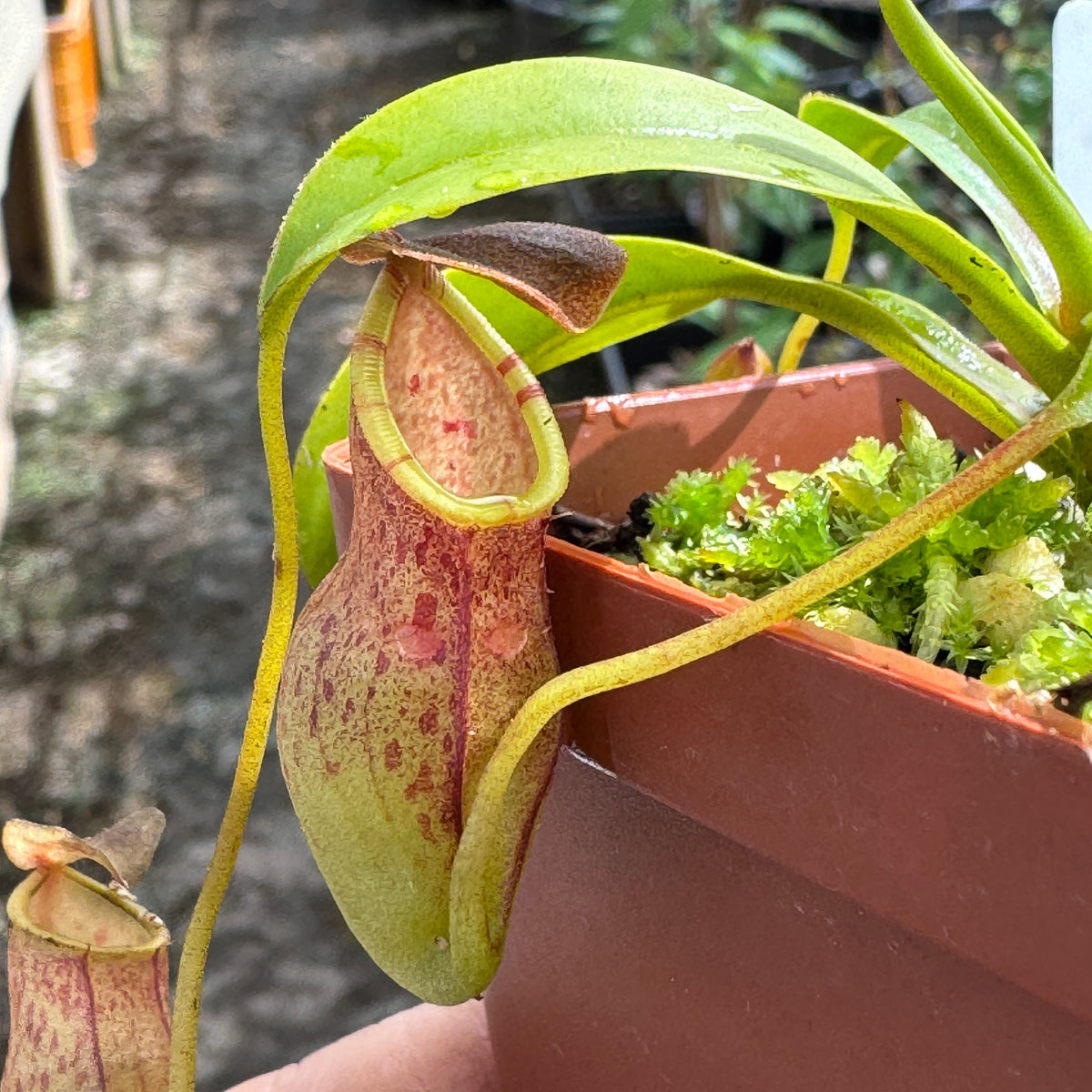 Tropical Pitcher, Nepenthes 'eustachya x tenius,' BE-3971 by Nepenthes