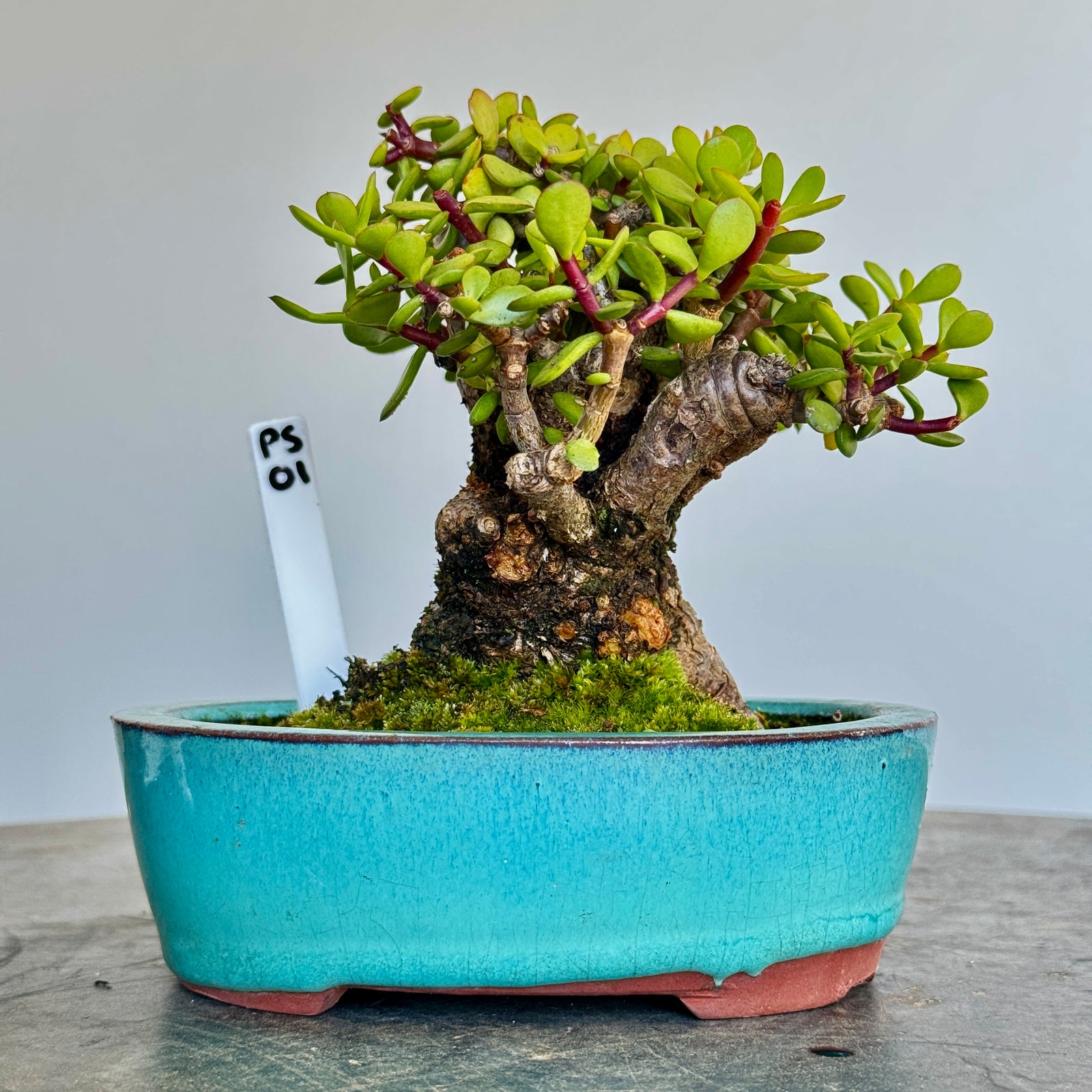 Portulacaria afra "Spekboom" - PS02, 160mm(L) x 160mm(D) x 160mm(H) - Trees