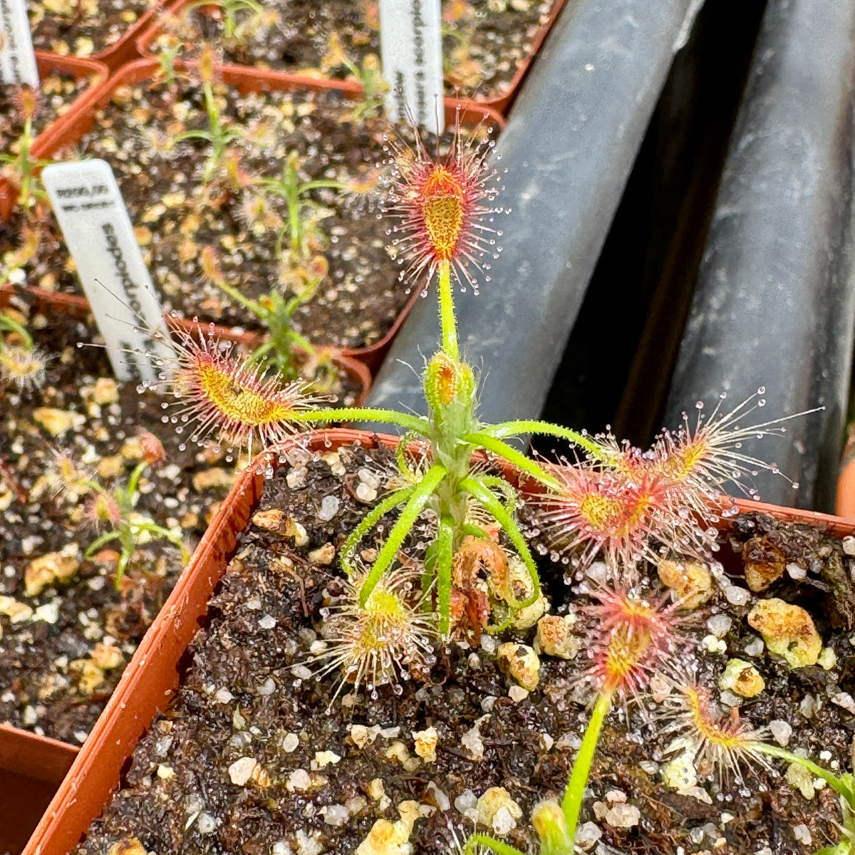 Sundew, Drosera scorpiodes - - Carnivorous Plant