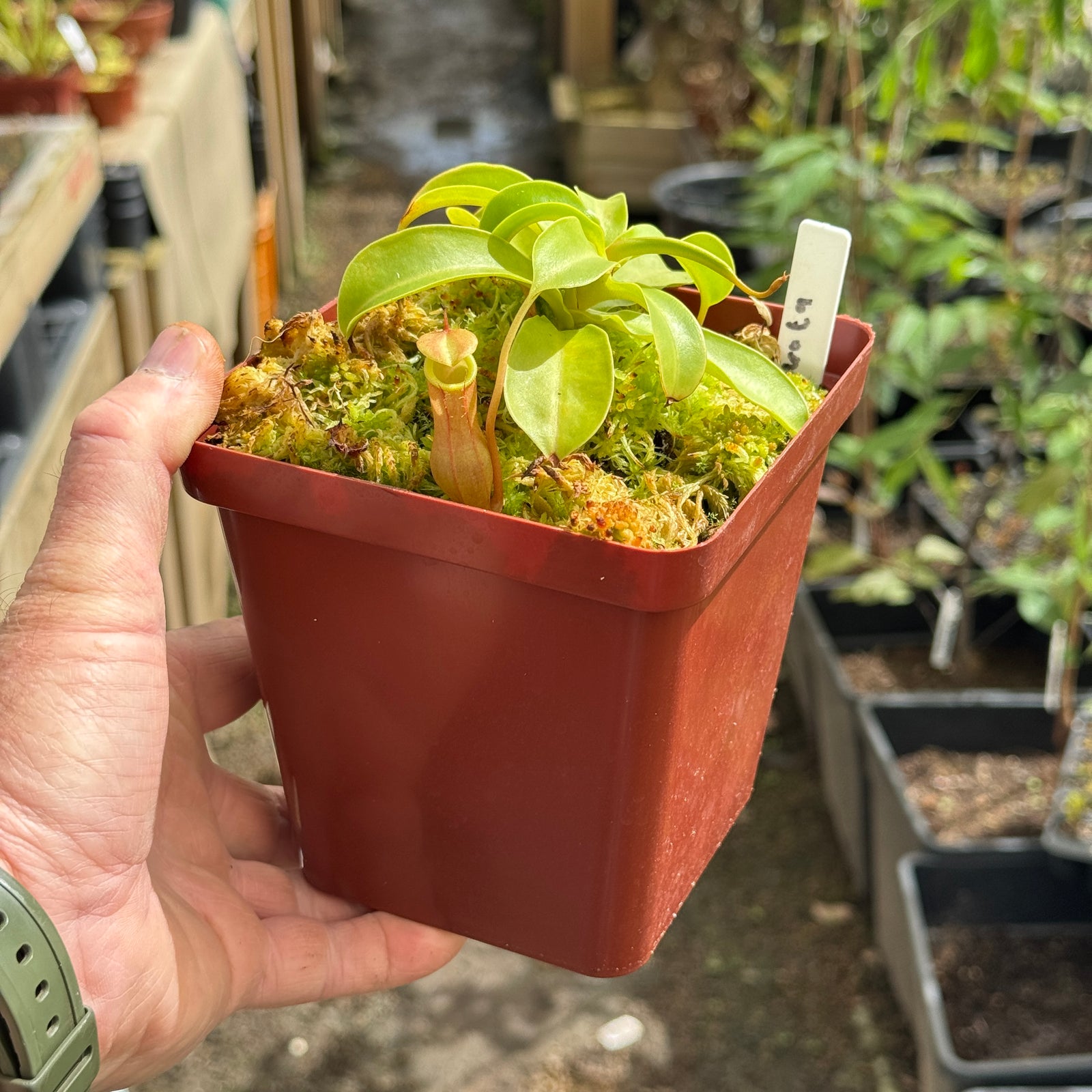 Tropical Pitcher, Nepenthes 'Ventrata' - Medium plant in 12cm plastic pot - Carnivorous Plant
