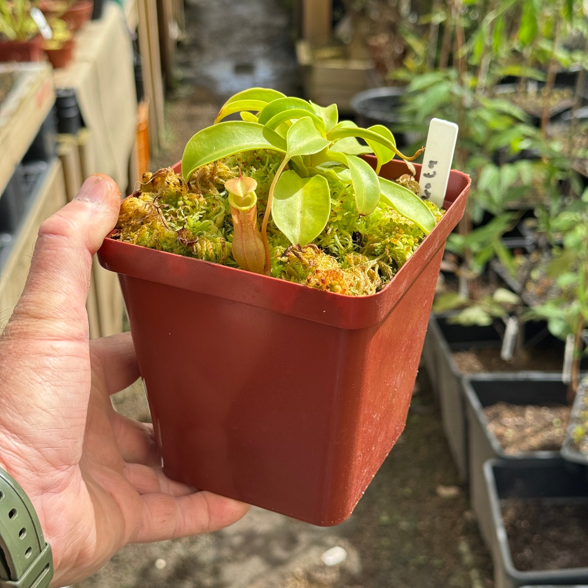 Tropical Pitcher, Nepenthes 'Ventrata' - Medium plant in 12cm plastic pot - Carnivorous Plant