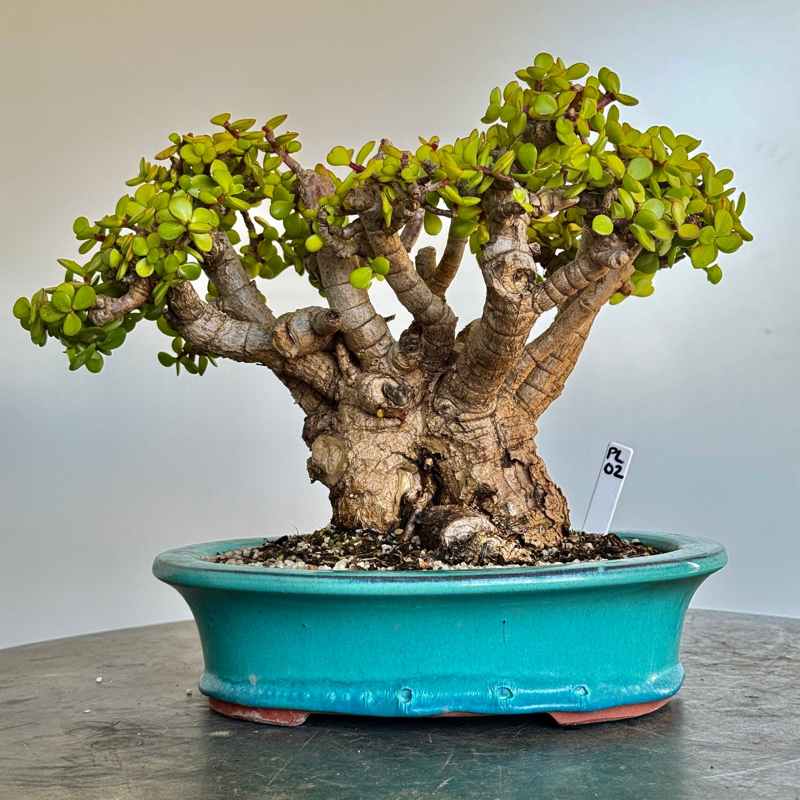 Portulacaria afra "Spekboom" - PL02, 310mm(L) x 250mm(D) x 270mm(H) - Trees