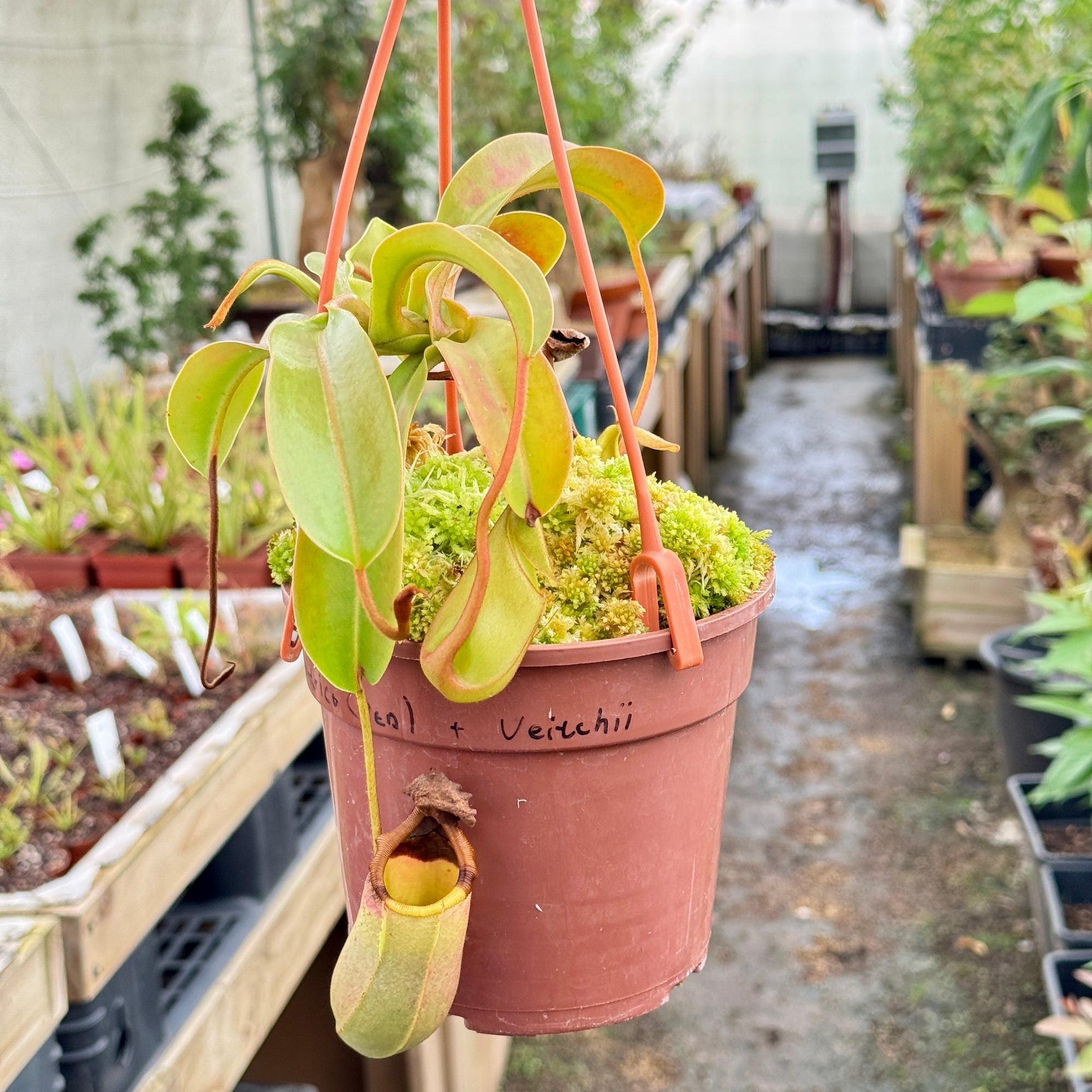 Tropical Pitcher, Nepenthes 'ventricosa red x veitchii.' - - Carnivorous Plant