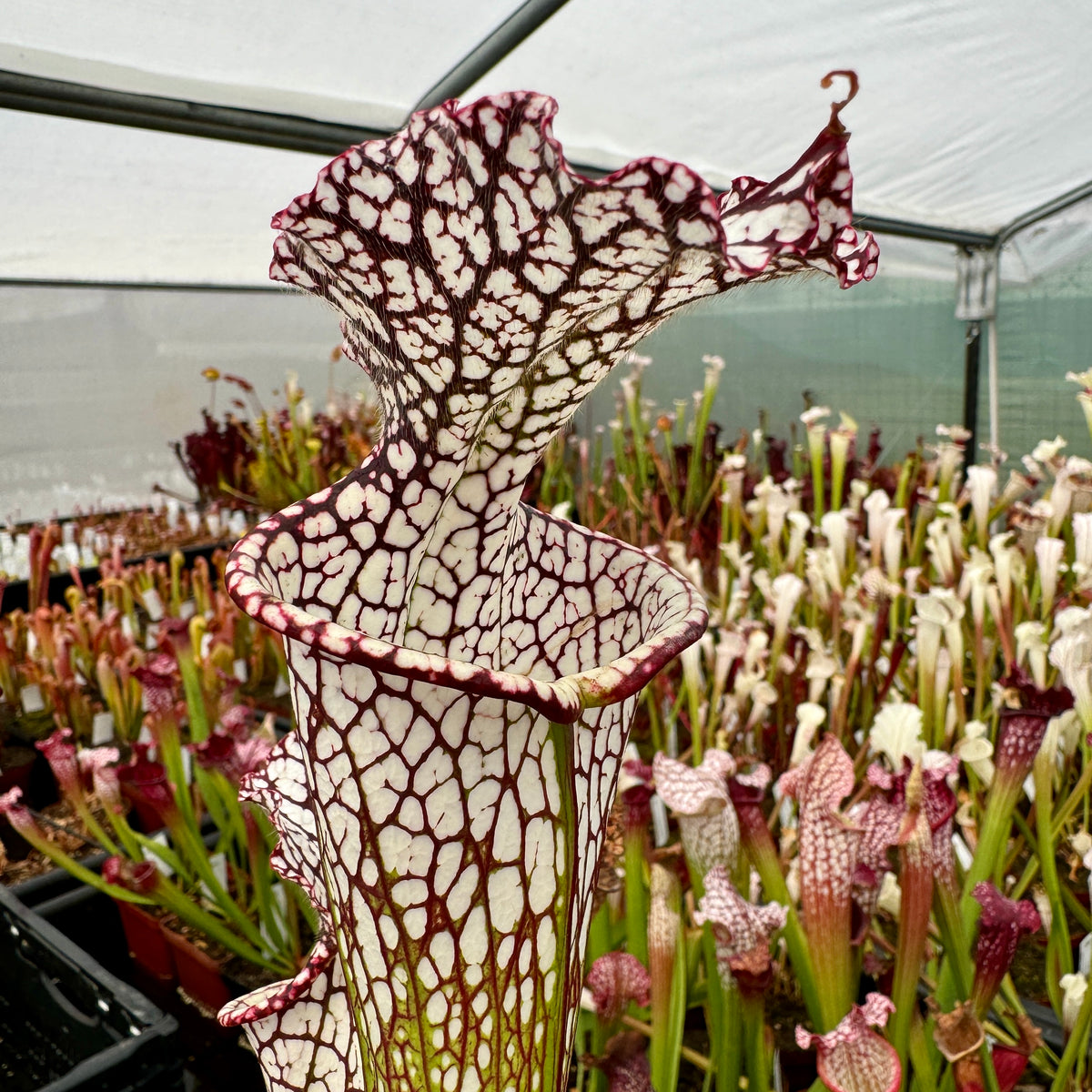 Trumpet Pitcher, Sarracenia 'Sarracenia (106)' by Sarracenia