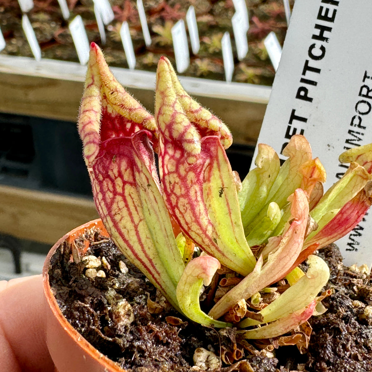 Trumpet Pitcher, Sarracenia purpurea 'Smurf.' Special Import. by Sarracenia