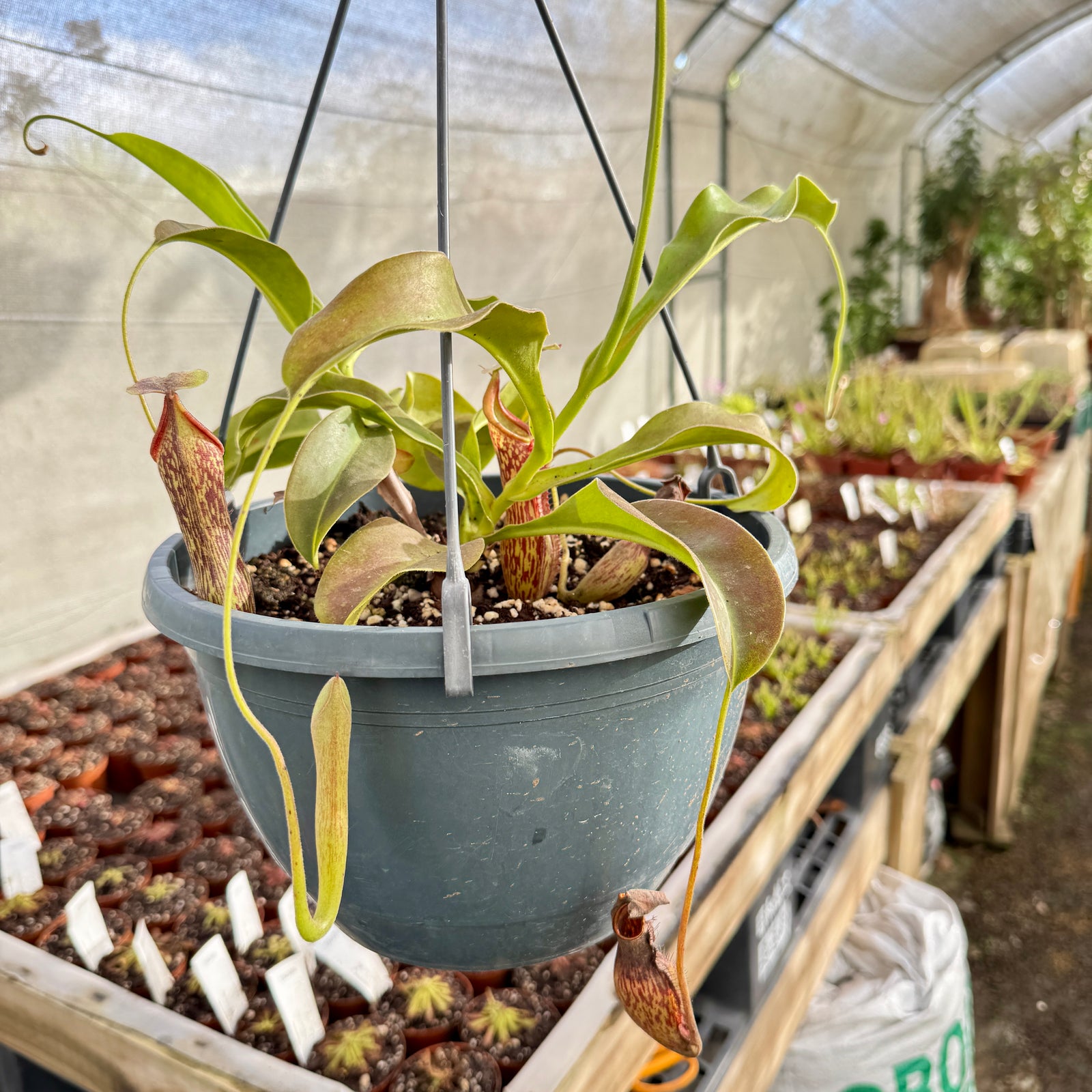 Tropical Pitcher, Nepenthes “Rokko” - Older plant in 21cm hanging basket - Carnivorous Plant