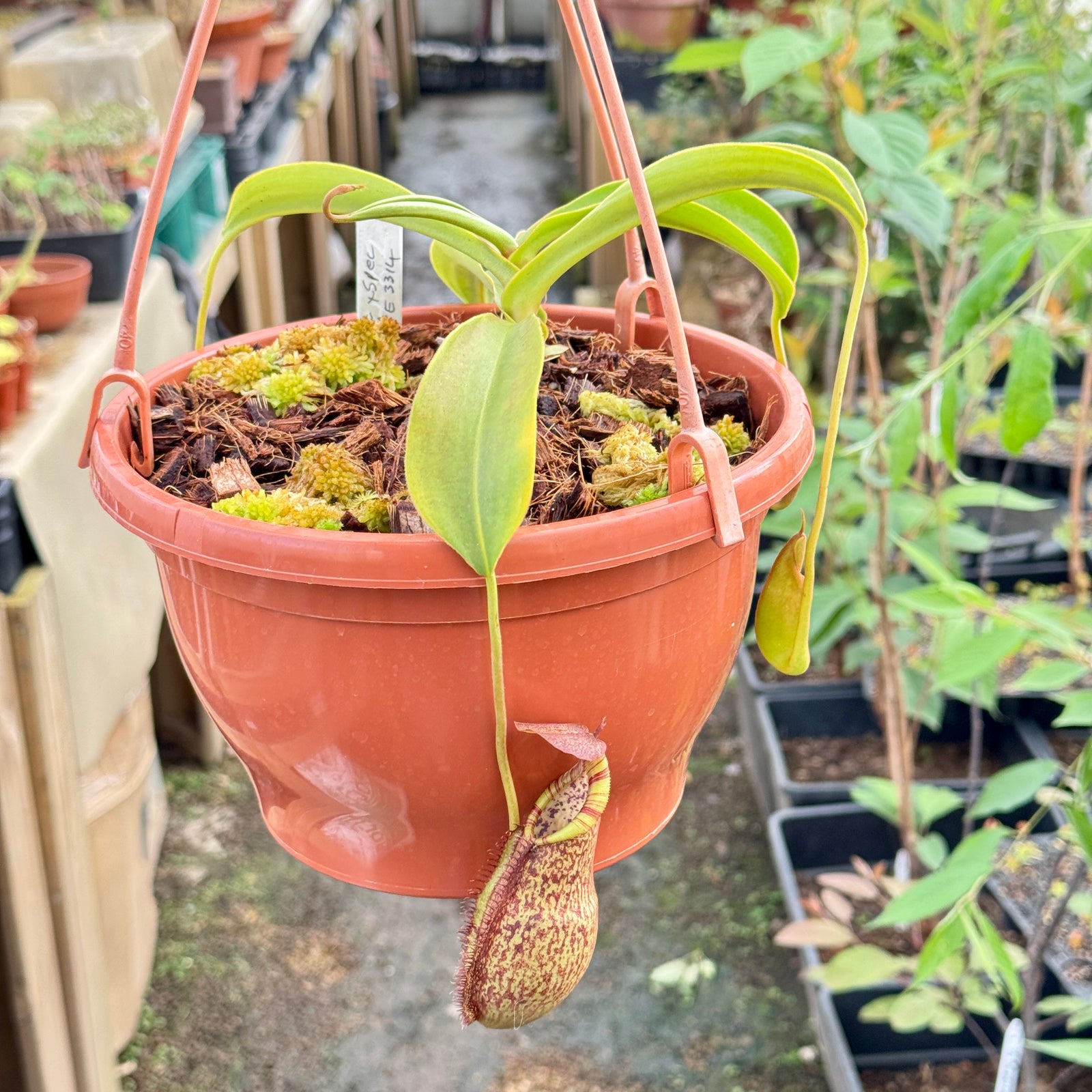 Tropical Pitcher, Nepenthes 'spathulata x spectabilis,' BE-3314 - Extra Large in Hanging Basket - Carnivorous Plant