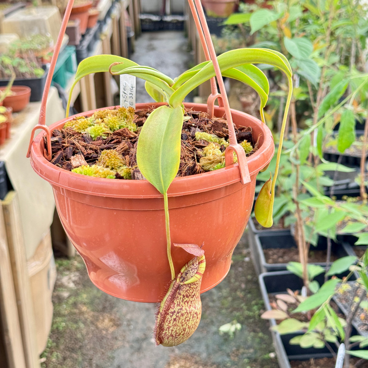Tropical Pitcher, Nepenthes 'spathulata x spectabilis,' BE-3314 by Nepenthes