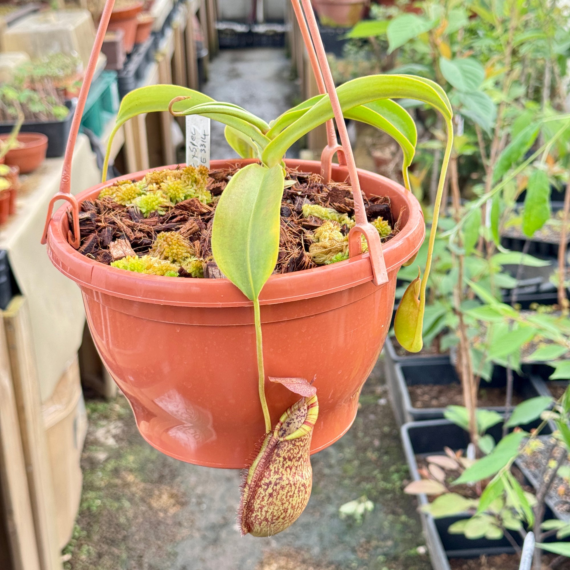 Tropical Pitcher, Nepenthes 'spathulata x spectabilis,' BE-3314 - Extra Large in Hanging Basket - Carnivorous Plant