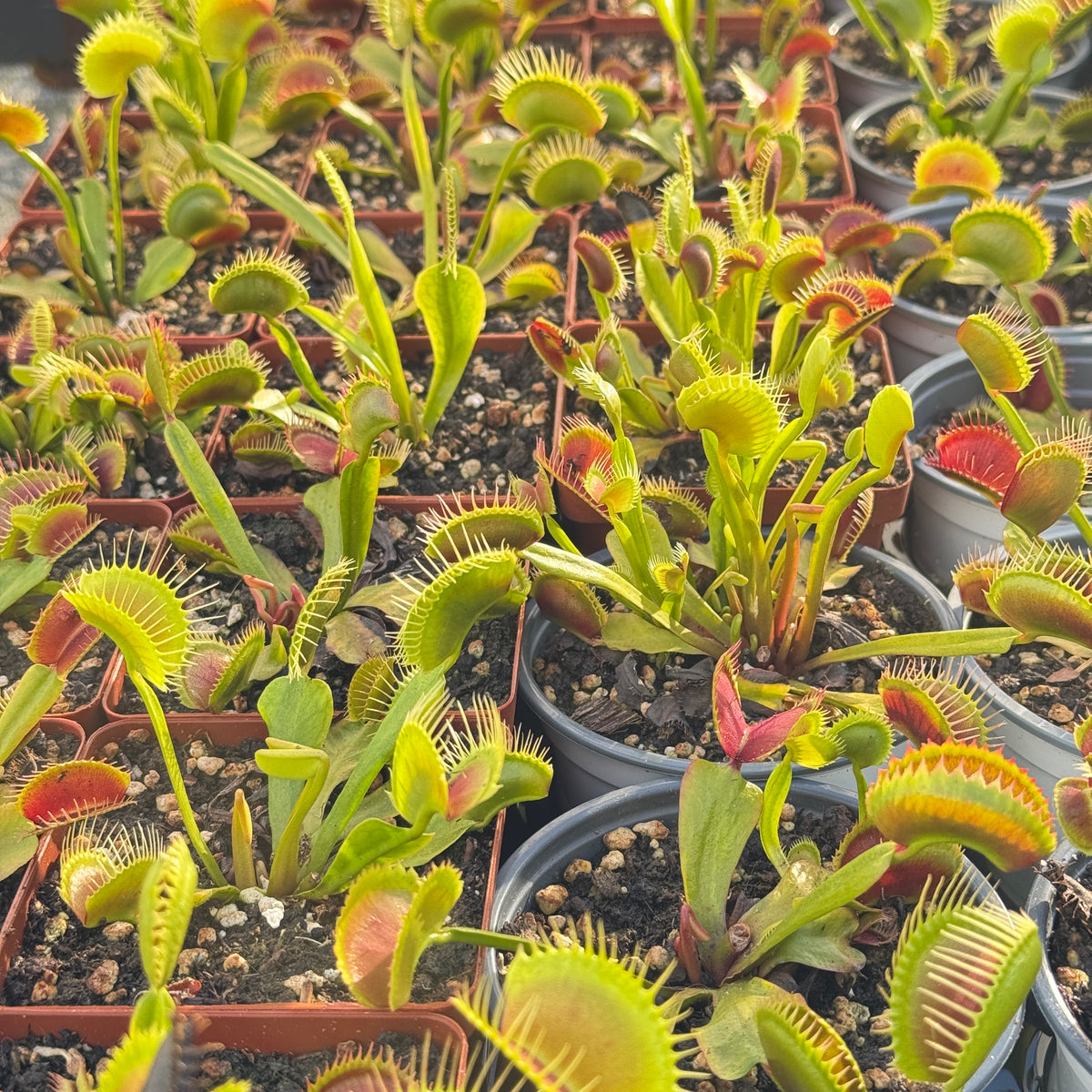 Fly Traps, Mixed Clones, 9cm pot - - Carnivorous Plant