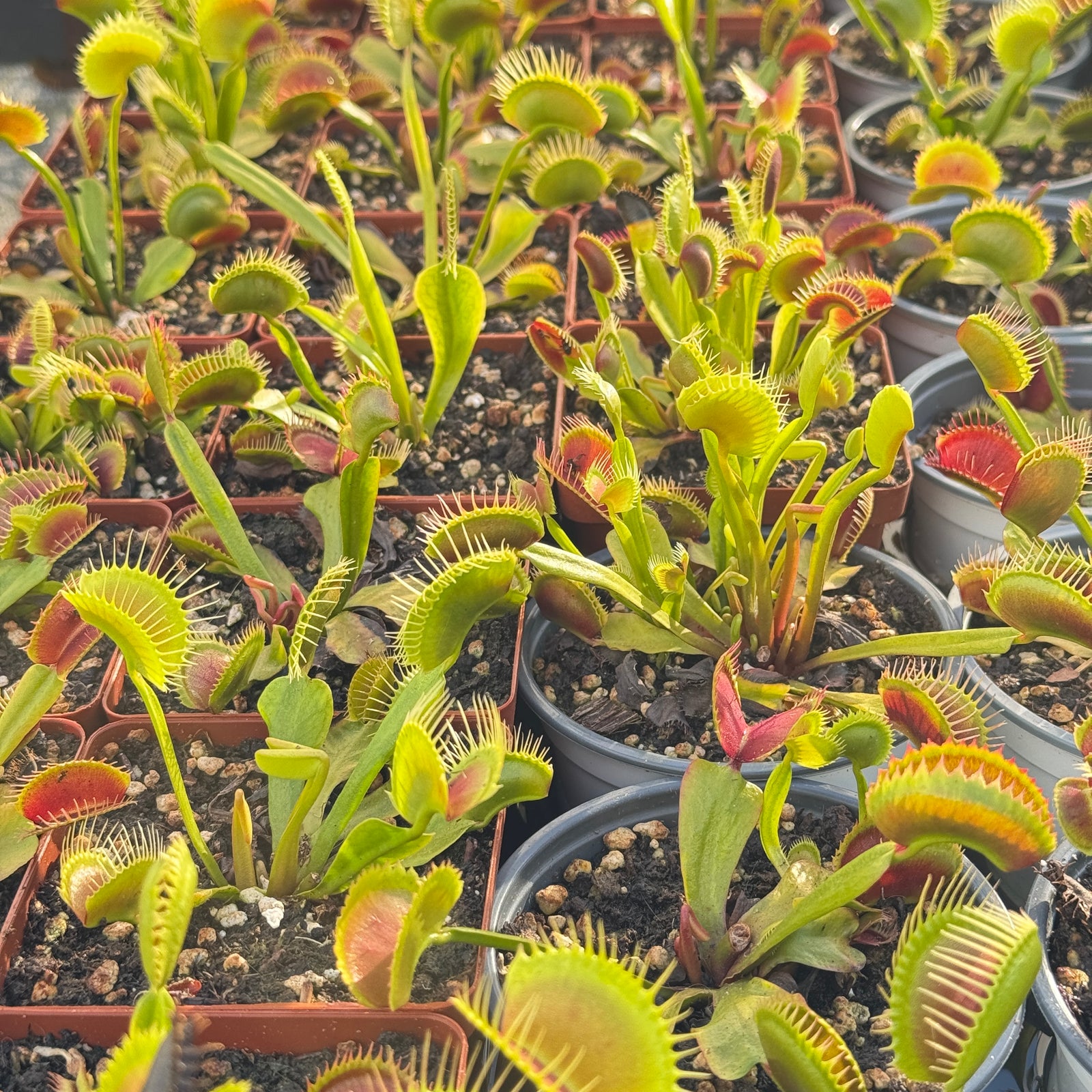Fly Traps, Mixed Clones, 9cm pot - - Carnivorous Plant
