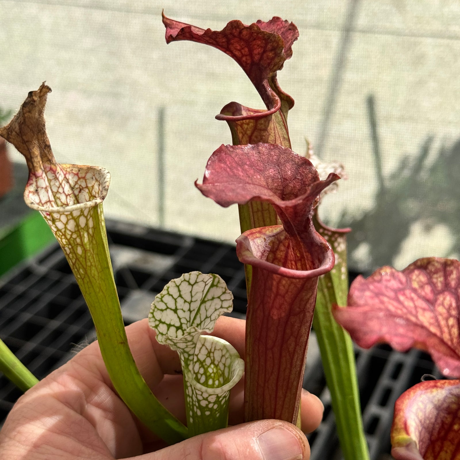 Trumpet Pitcher, Sarracenia mixed leucophylla hybrids, seed grown by Sarracenia