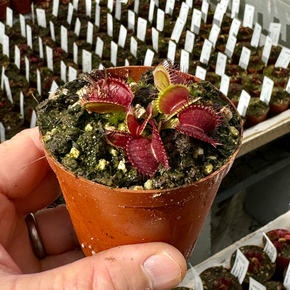 Venus Fly Trap, 'B52 Canada.' Special Import. - 2 year old plant. 7.5cm plastic container. - Carnivorous Plant