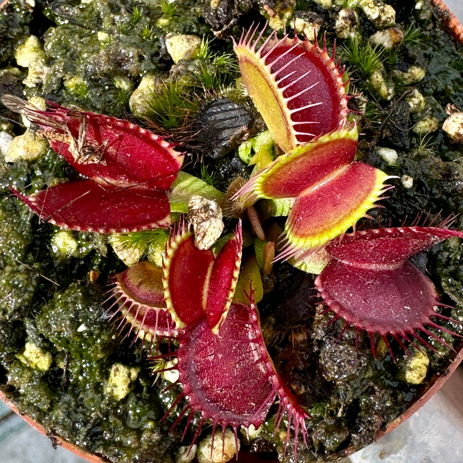 Venus Fly Trap, 'B52 Canada.' Special Import. -   - Carnivorous Plant