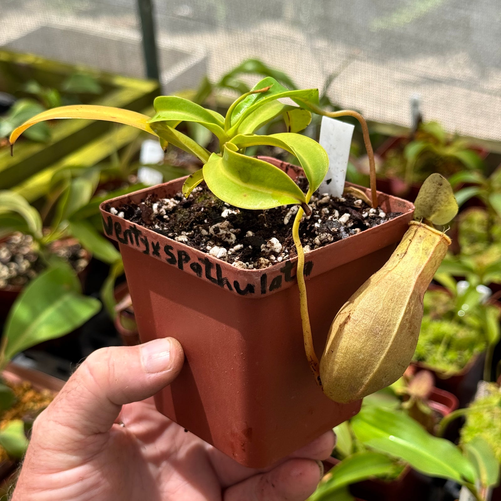 Tropical Pitcher, Nepenthes 'ventricosa x spathulata' by Nepenthes