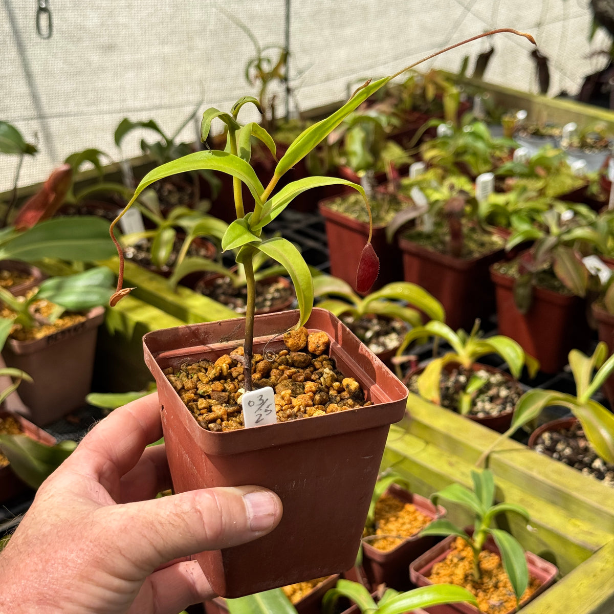 Nepenthes aristolochioides x diabolica, BE-3898. Rare by Nepenthes
