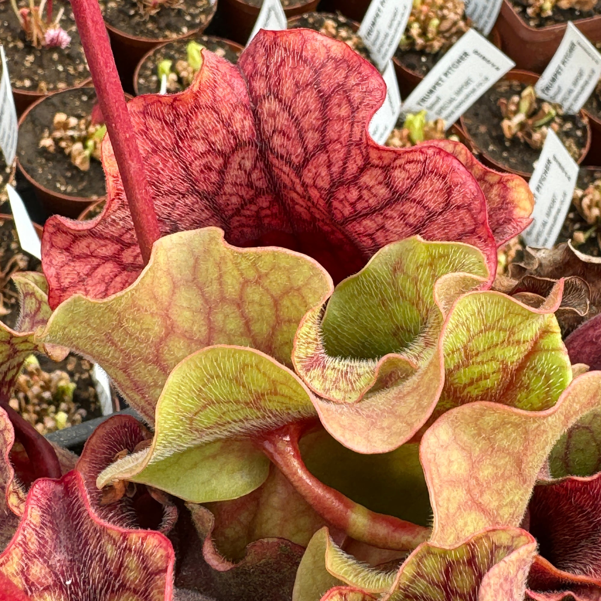 Trumpet Pitcher, Sarracenia 'Nomalizo' -   - Carnivorous Plant