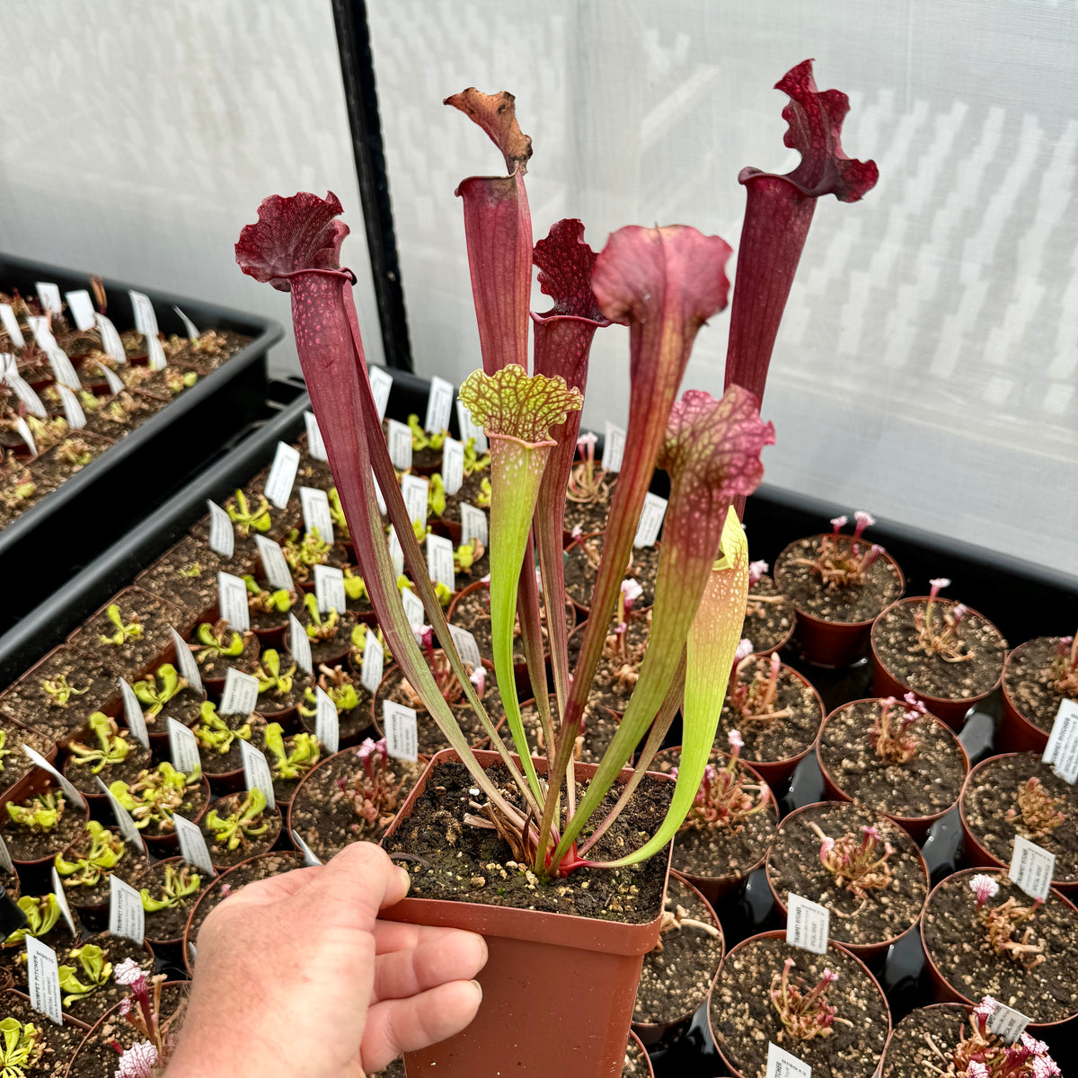 Trumpet Pitcher, Sarracenia 'Sarracenia (64)' by Sarracenia