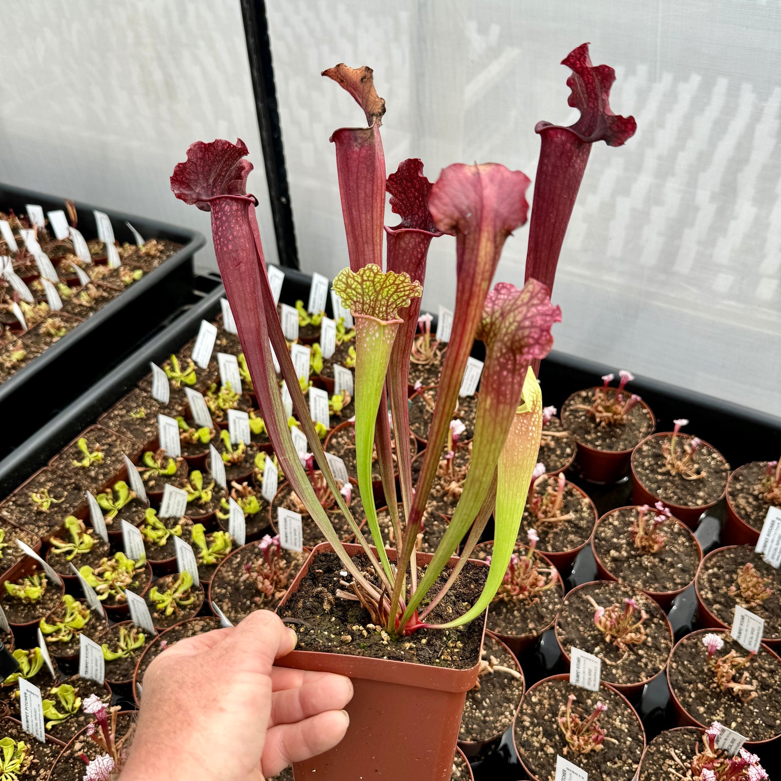 Trumpet Pitcher, Sarracenia 'Sarracenia (64)' by Sarracenia