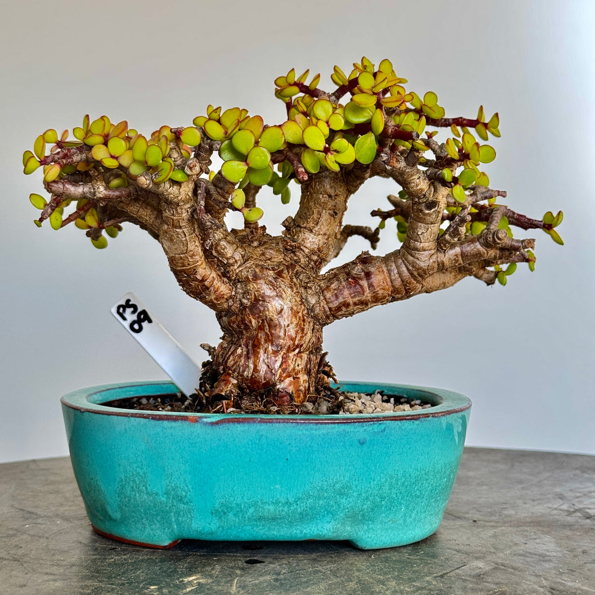 Portulacaria afra "Spekboom" - PS09, 210mm(L) x 130mm(D) x 330mm(H) - Trees