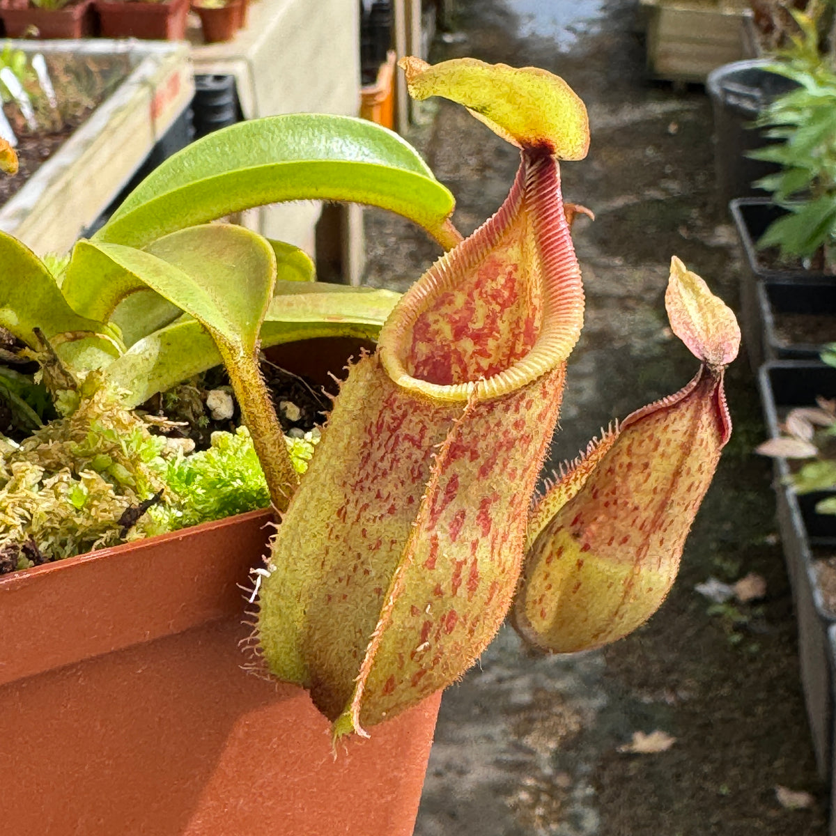 Tropical Pitcher, Nepenthes 'hamata x veitchii,' BE-3943 by Nepenthes