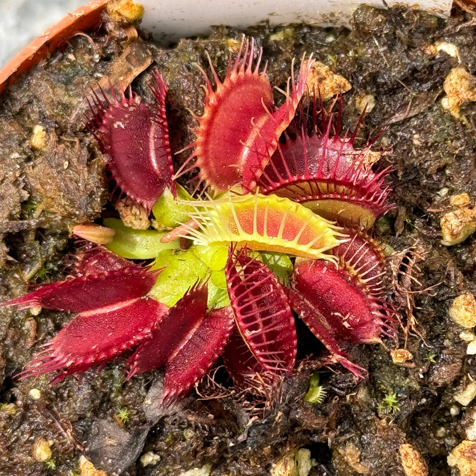 Venus Fly Trap, 'GJ Phalanx.' Special Import. -   - Carnivorous Plant