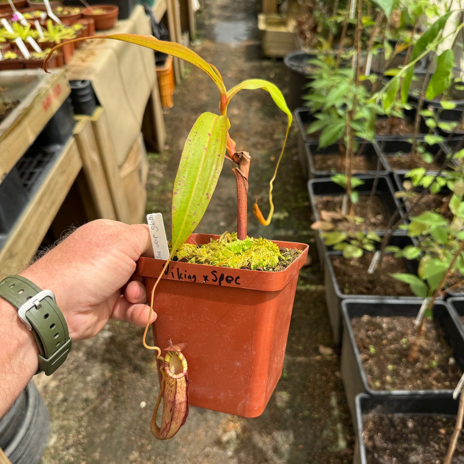Tropical Pitcher, Nepenthes 'spectabilis x mirabilis var globosa', BE-3909 - - Carnivorous Plant