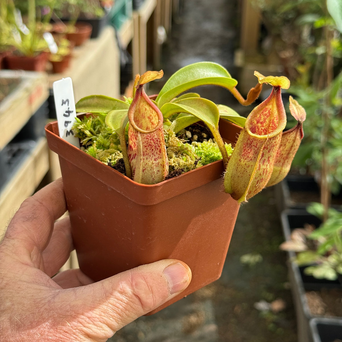 Tropical Pitcher, Nepenthes 'hamata x veitchii,' BE-3943 by Nepenthes