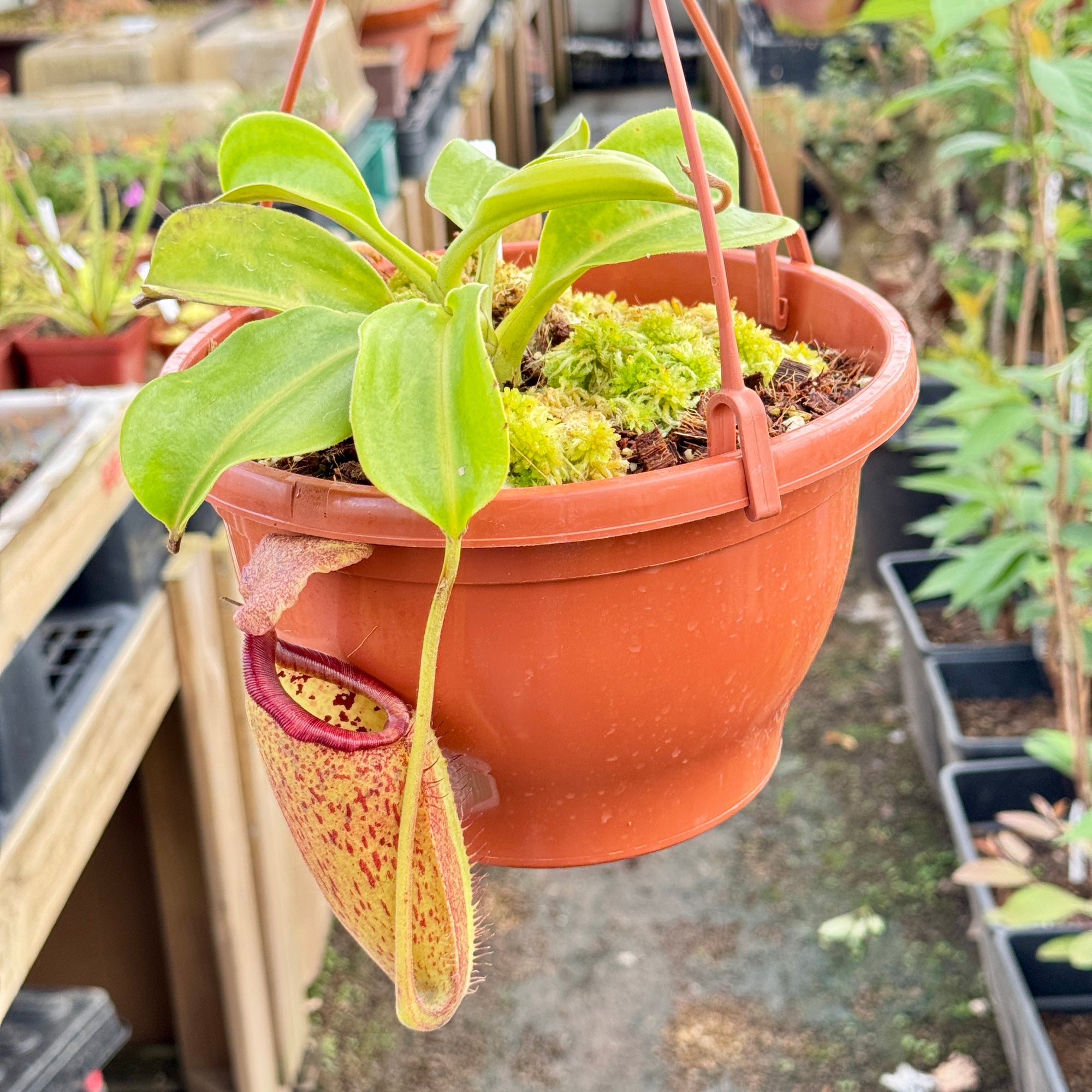 Tropical Pitcher, Nepenthes 'truncata x talangenis.' - - Carnivorous Plant