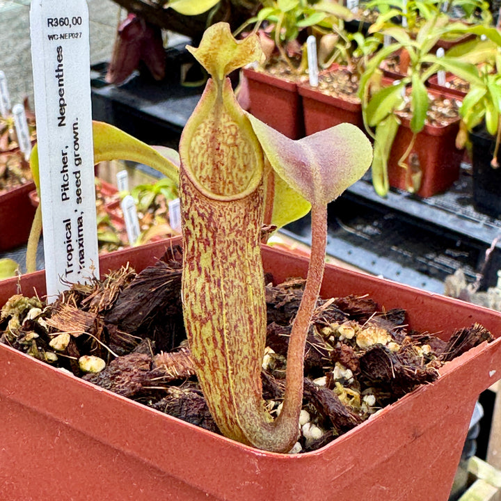 Tropical Pitcher, Nepenthes 'maxima,' seed grown. by Nepenthes