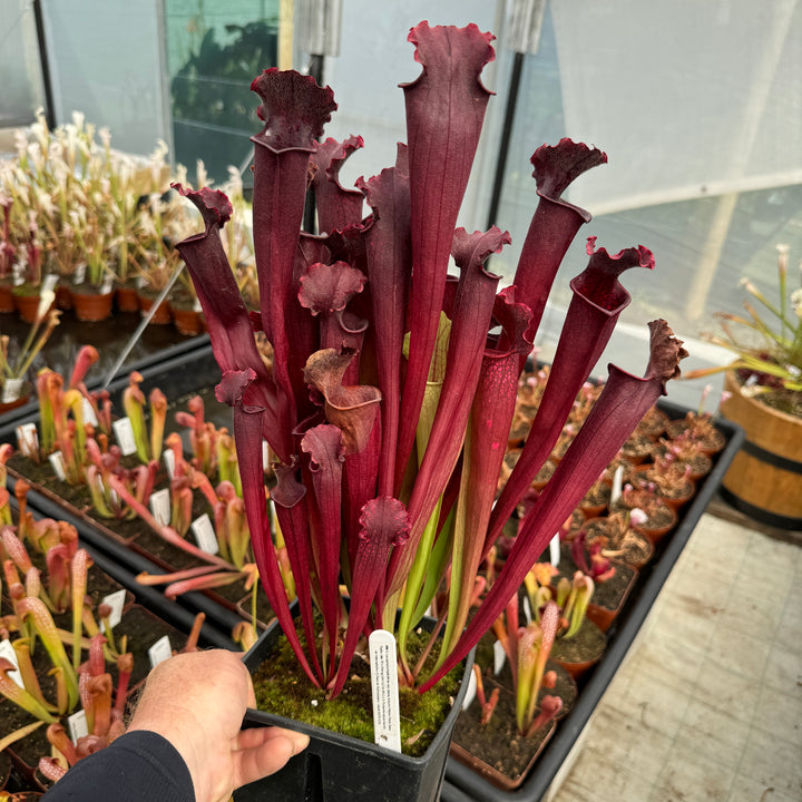 Trumpet Pitcher, Sarracenia 'Sarracenia (64)' by Sarracenia