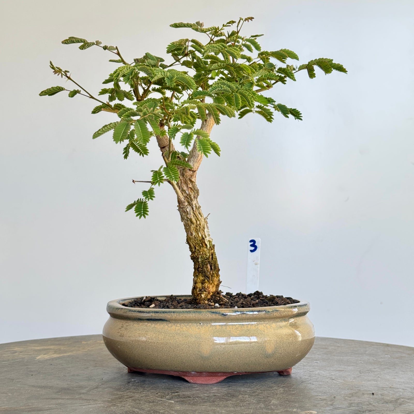 Acacia galpinii, Monkey Thorn