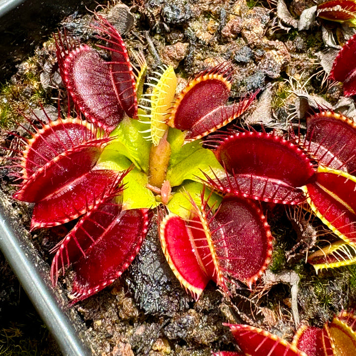 Venus Fly Trap, 'G14 - Dirk Ventham Giant.' Special Import. by Venus Fly Trap