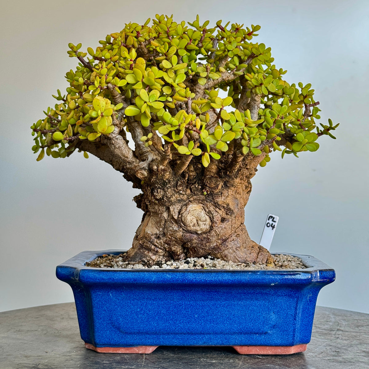 Portulacaria afra "Spekboom" - PL04, 300mm(L) x 260mm(D) x 330mm(H) - Trees