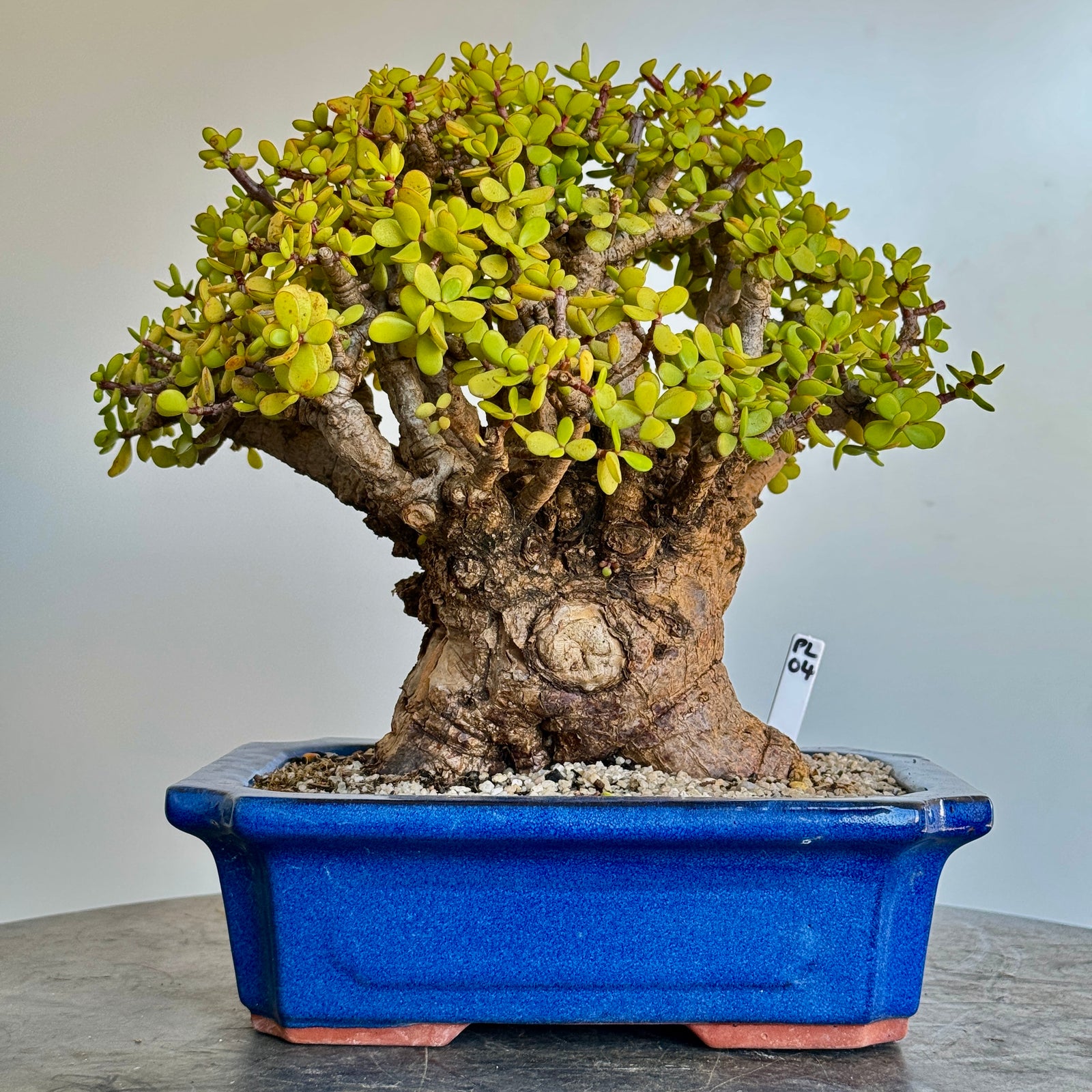Portulacaria afra "Spekboom" - PL04, 300mm(L) x 260mm(D) x 330mm(H) - Trees